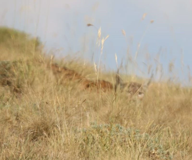 Kırmızı listedeki vaşak, sincap avında görüntülendi
