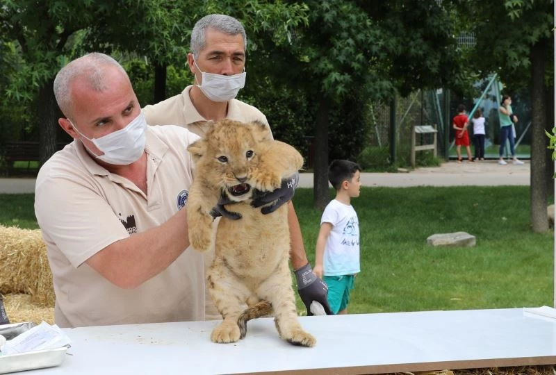 Aslan ailesinde yavru sevinci
