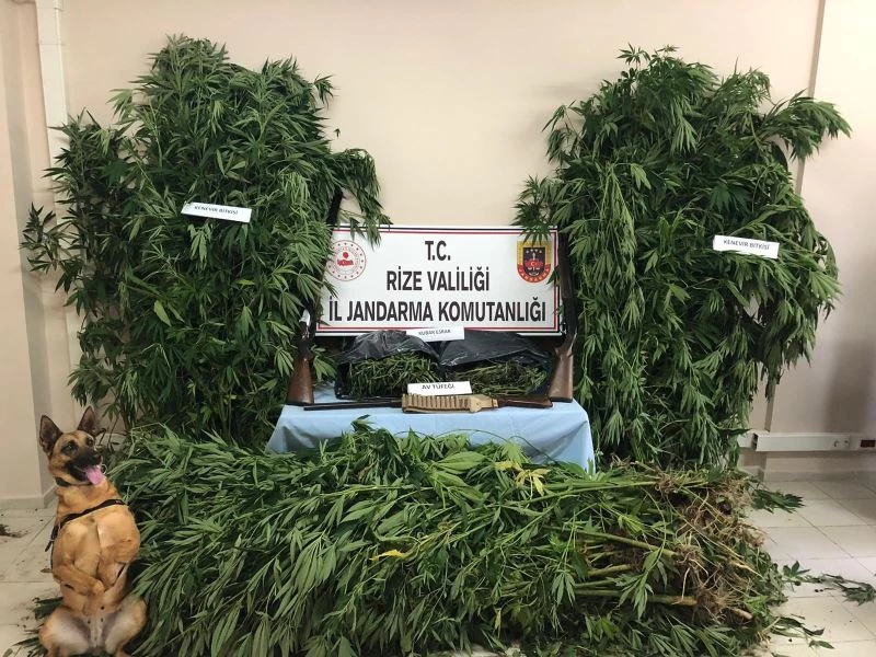 Mısır tarlasının ortasına ekilmiş kenevirler jandarmanın gözünden kaçmadı
