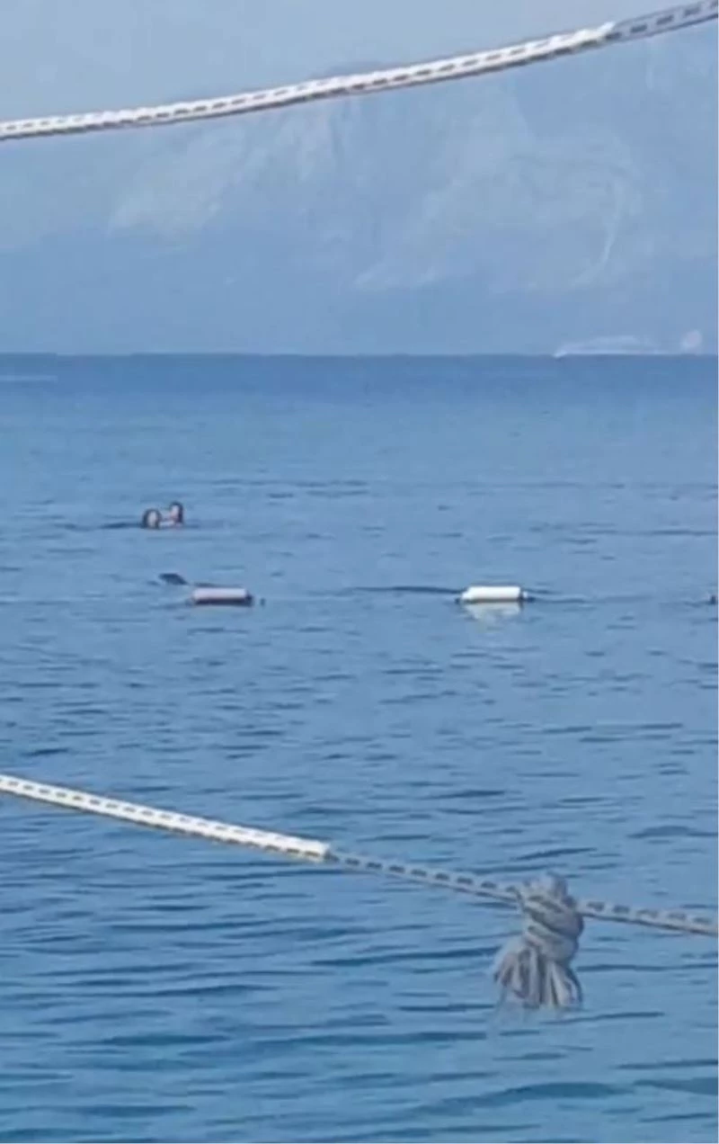 Akdeniz fokundan sabah denize girenlere görsel şov
