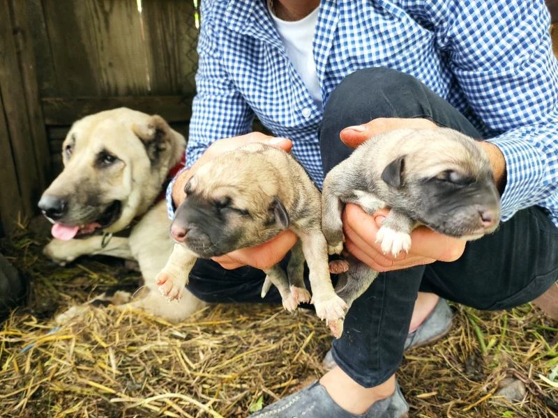 (Özel) Köpeği tek seferde ’servet’ doğurdu
