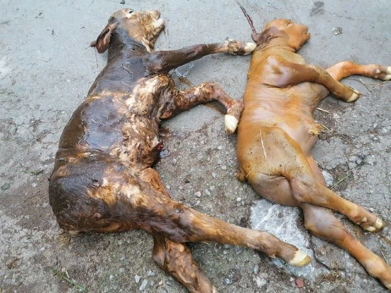 Yeni doğan buzağılar görenleri şoke etti
