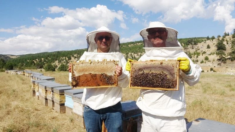 Sedir balı kuraklıkta arıcının yüzünü güldürüyor
