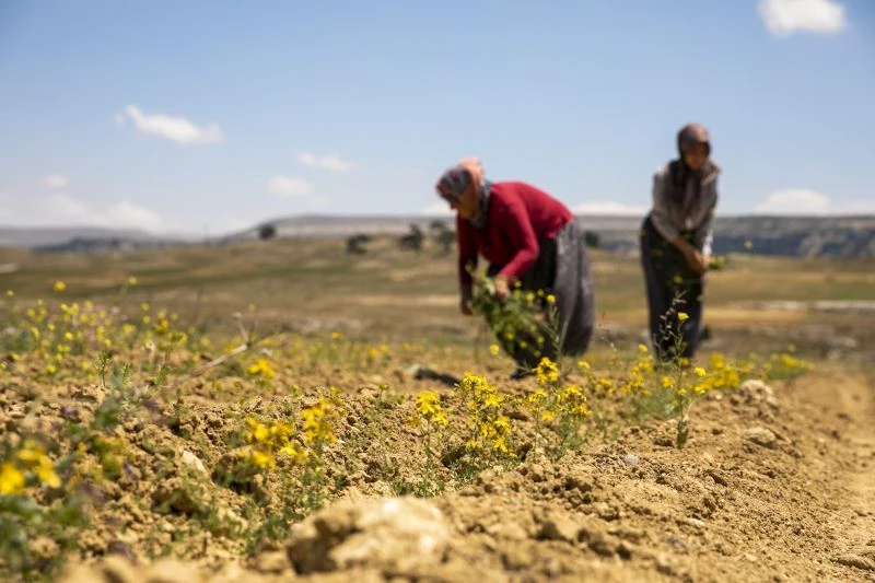 Kantaron fideleri ilk çiçeklerini açtı
