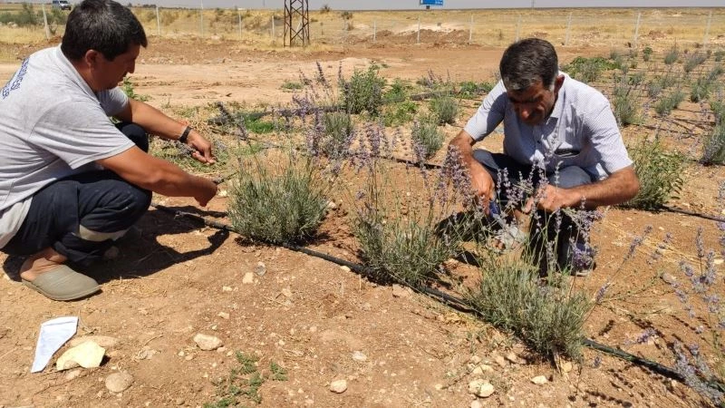 Daha önce terörle anılan topraklarda artık lavanta kokusu yükseliyor

