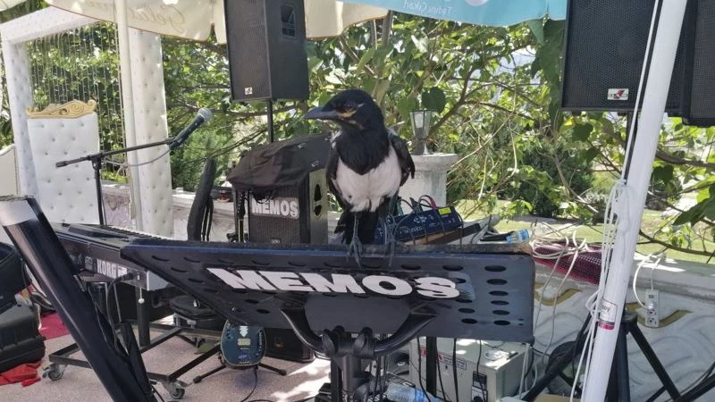 Yaralı yavru saksağanı iyileştirip eğitti
