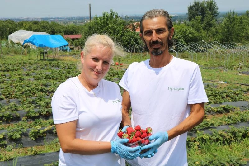 45 m2 alanda başladıkları çilek üretimini 20 bin m2’ye çıkardılar
