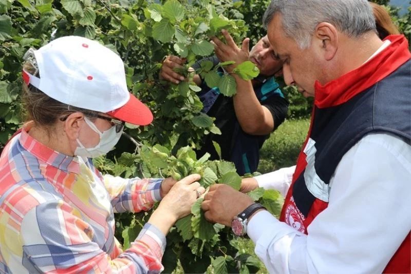 Samsun’un fındık rekolte çalışmaları tamam: Sonucu bakanlık açıklayacak
