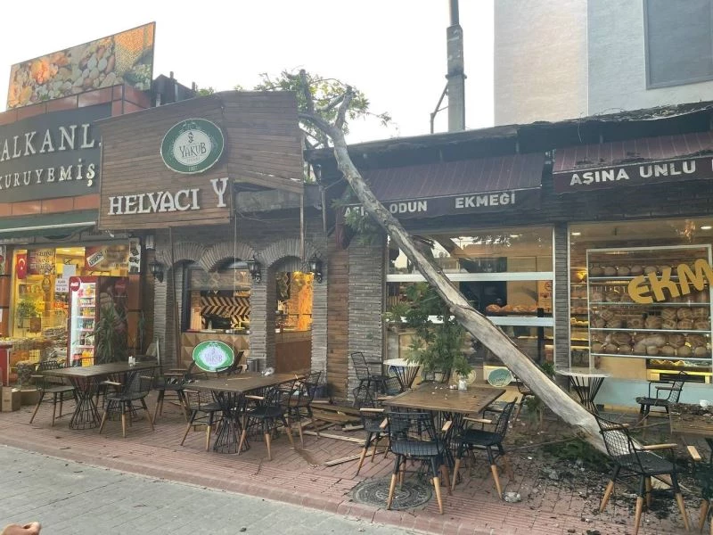 Asırlık çınarın dalı böyle devrildi, faciadan dönüldü
