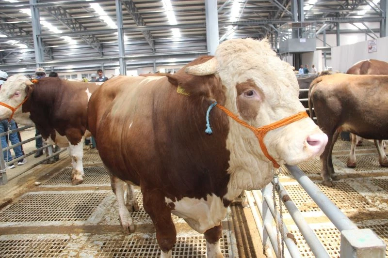 Kurban pazarlarında pazarlıkta el sıkışma geri döndü
