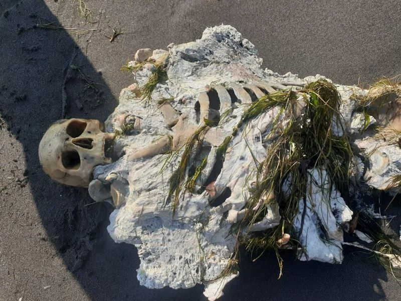 Samsun’da sahile iskelet vurdu
