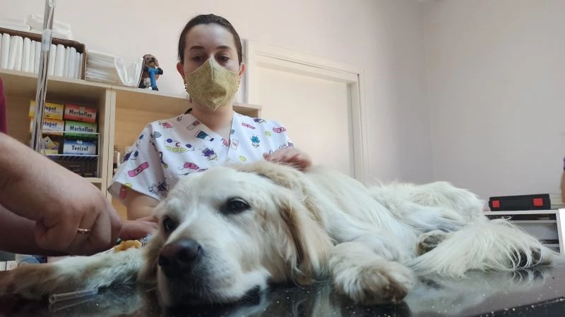 Böbrek yetmezliği teşhisi konulan Mischa’ya kök hücre tedavisi uygulandı
