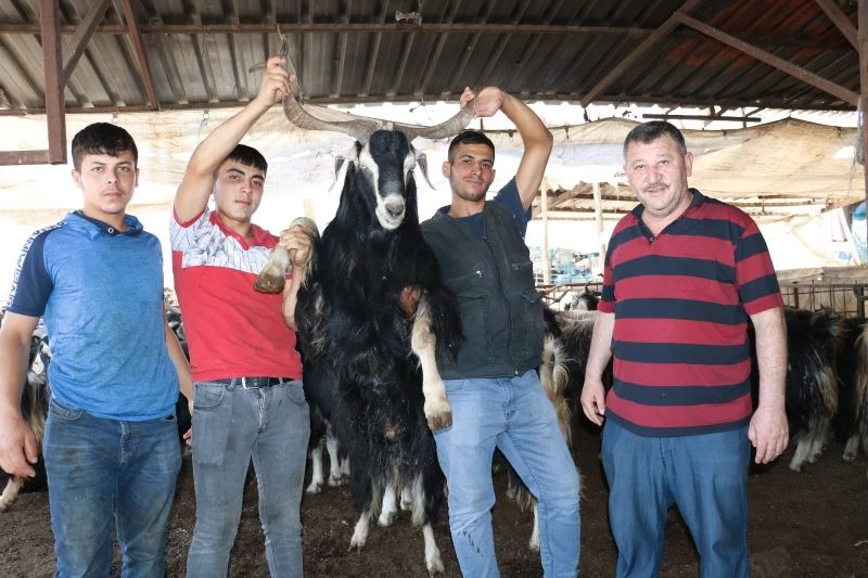 Kurban pazarında uzun boynuzlu keçilere ilgi büyük
