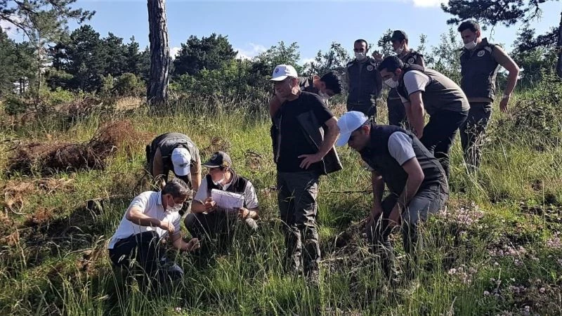 Karaçam gençleştirme çalışmaları meyvelerini vermeye başladı
