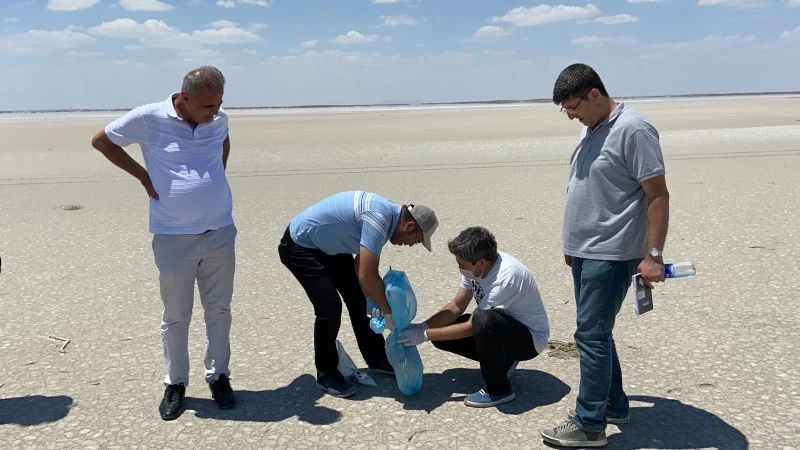 Tuz Gölü’ndeki ölü flamingolar incelemeye alındı
