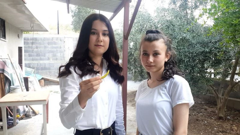 Üniversiteli genç kız, kekik aromalı acı biber yetiştirdi
