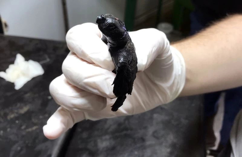 Yengeç saldırısına uğrayan yavru Caretta tedavi edildi
