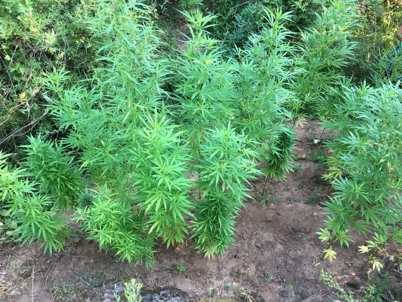 Ormanlık alana ekilen kenevirler drone ile tespit edildi
