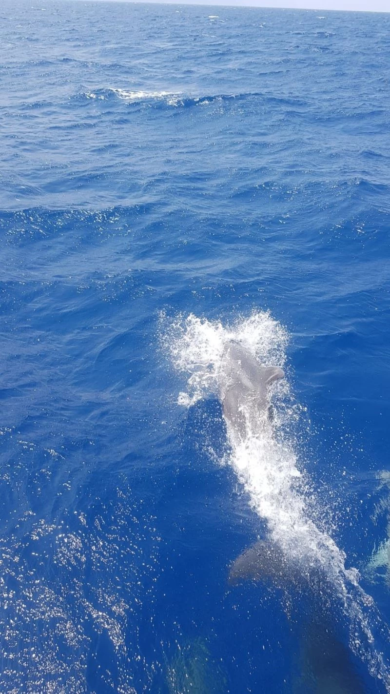 Hatay’da yunuslar tur teknesiyle yarıştı
