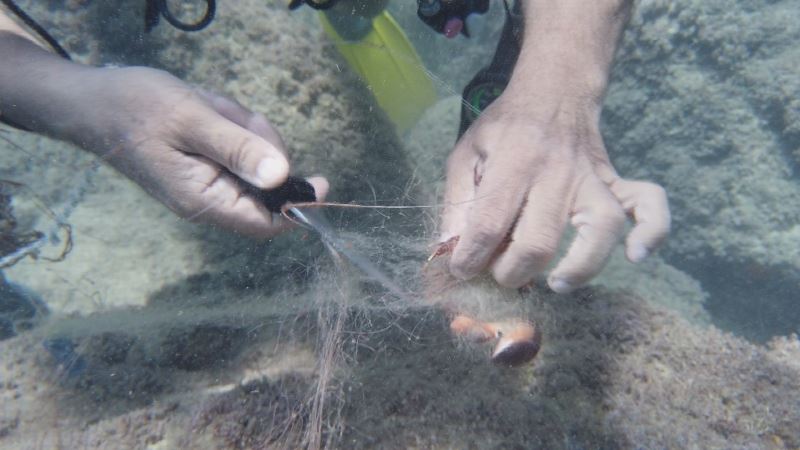 Su altında hayalet ağa takılan gül yengeci böyle kurtarıldı
