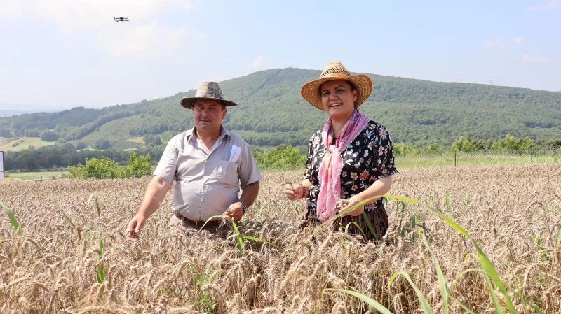 İzmit’te ekilen yerel buğdayların hasadı yapıldı
