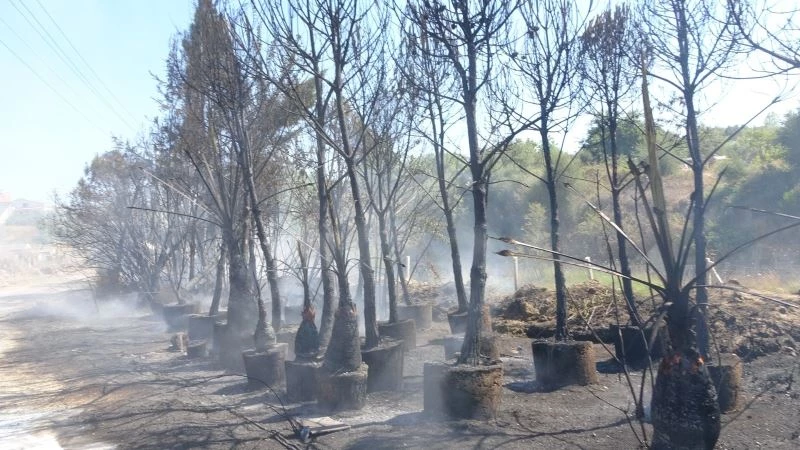 Fidanlıkta yangın paniği
