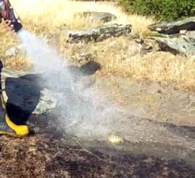 Yangında mahsur kalan kaplumbağanın imdadına itfaiye ekipleri yetişti
