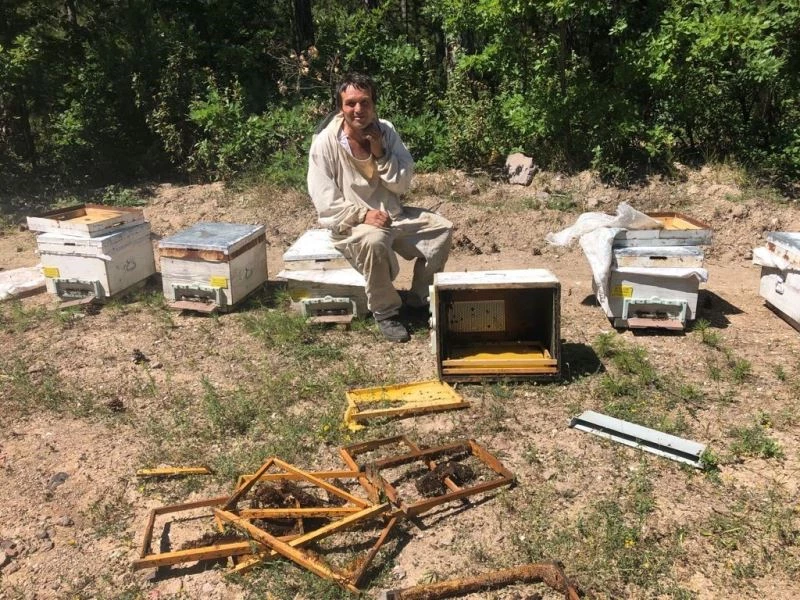  Kütahya’da ayılar kovanları parçaladı, arılar telef oldu
