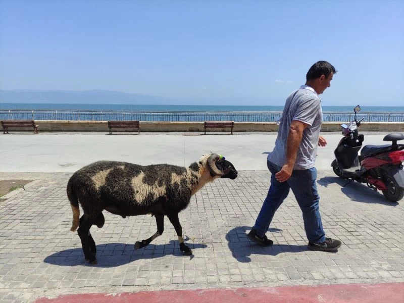 (Özel) Koyunların efendisi
