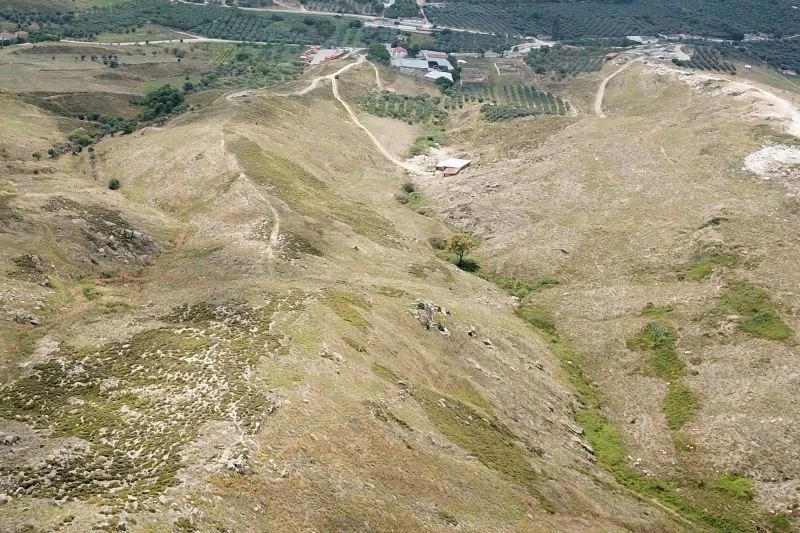 Avşa adasına 60 bin fidan
