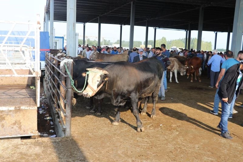 Doğu’da kurbanlık fiyatları Batı’ya oranla daha ucuz
