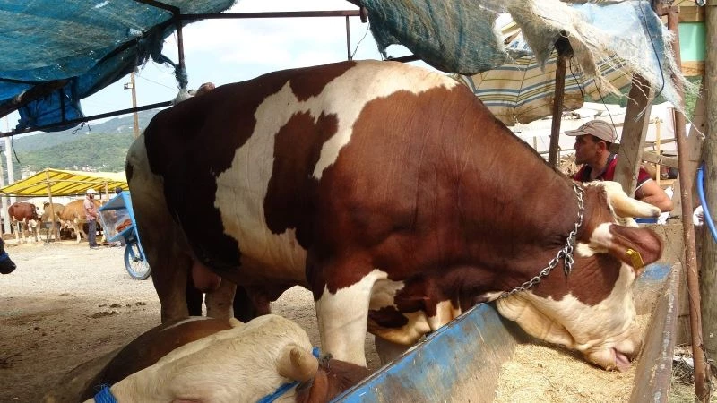 Kurban pazarının ’Paşa’sı alıcısını bekliyor
