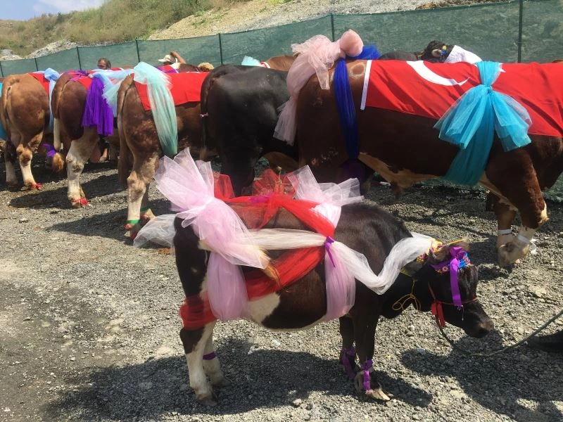 Sultangazi’de en güzel kurbanlıklar podyuma çıktı
