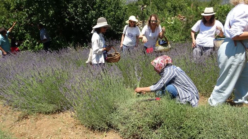 Kadınların büyüttüğü lavantaları yine kadınlar hasat etti
