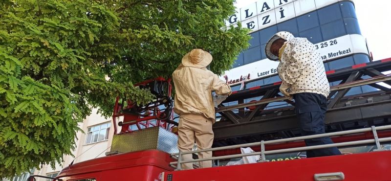 Kent merkezindeki ağaca oğul veren arılara itfaiye müdahale etti
