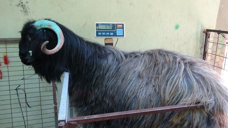  Isparta’da 169 kiloluk kurbanlık teke 5 bin liradan alıcısını bekliyor
