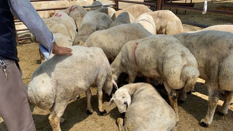 Kırşehir’de kurbanlık için sıkı pazarlık
