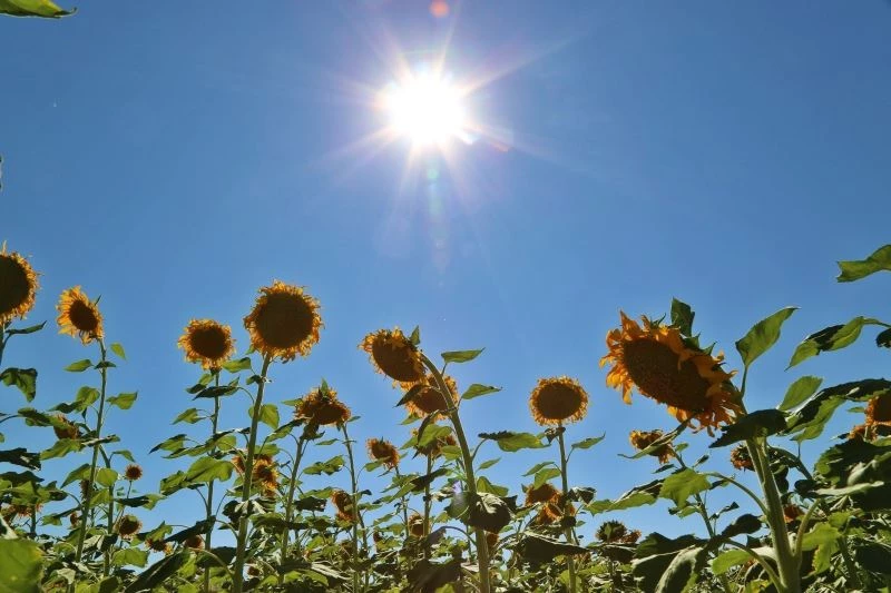 Uzman Dr. Kunt’tan ‘Güneş çarpması’ uyarısı
