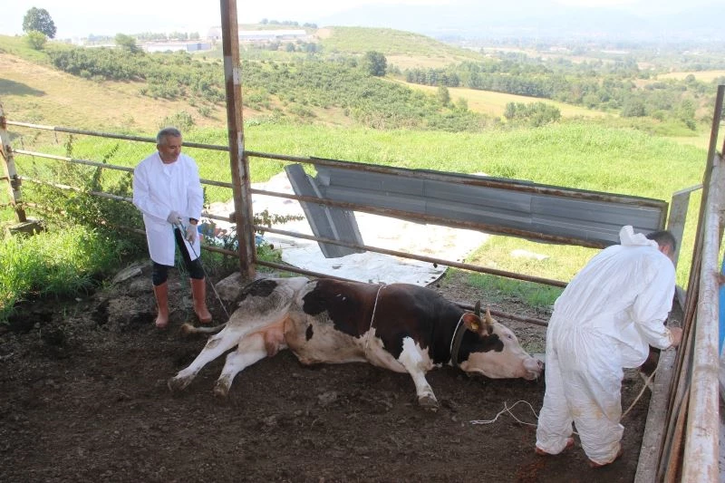1 tonluk huysuz boğayı tek başına yatırdı
