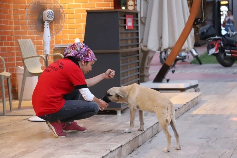 Susuz kalan köpeğe su içiren belediye personeli yürekleri ısıttı
