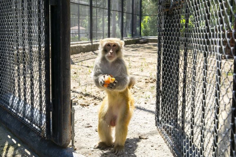 Tarsus Doğa Parkı’nın sakinleri buzlu meyve sebze kokteyli ile serinliyor
