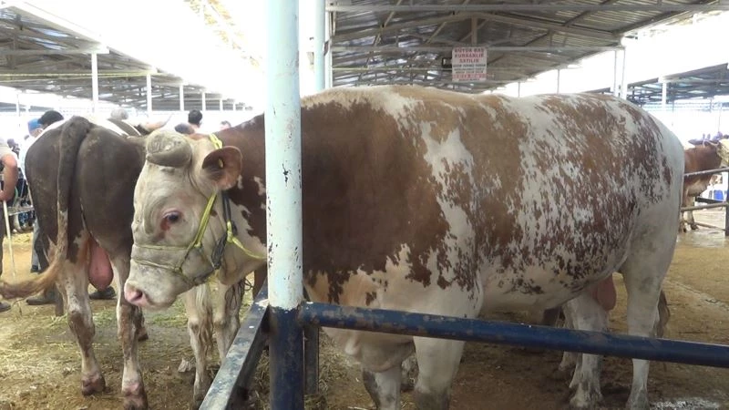 ‘Başkan’ boğa 1.4 ton ağırlığı ile hayvan pazarının şampiyonu
