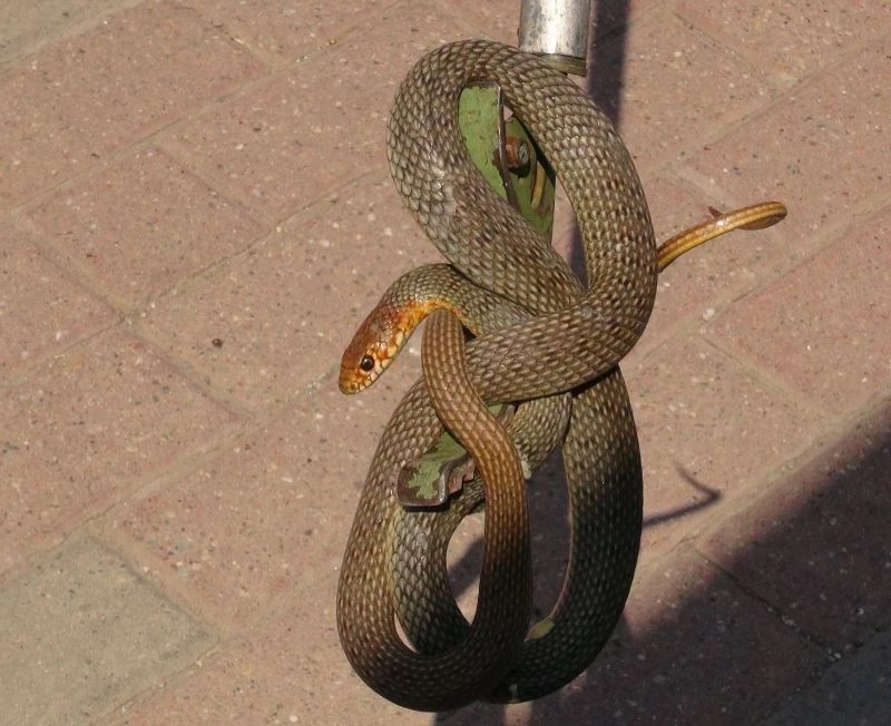 İş yeri sahibi deprem oluyor zannetti, gördüğü manzara dehşete düşürdü
