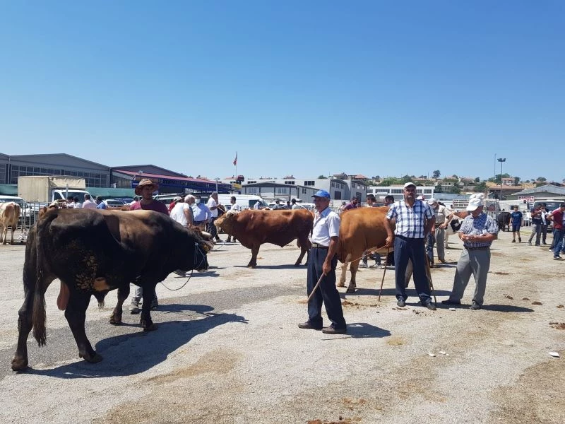 Hayvan pazarında sıkı pazarlıklar sürüyor
