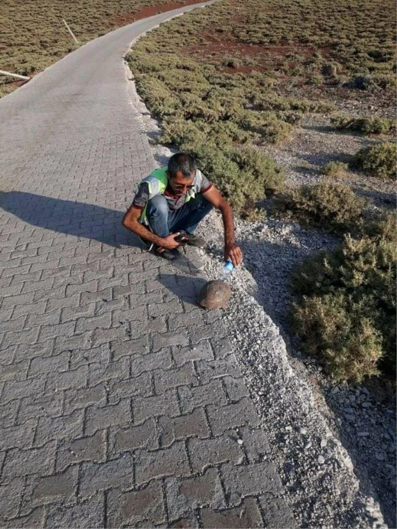 Susuzluktan bitkin düşen kaplumbağaya eliyle su içirdi
