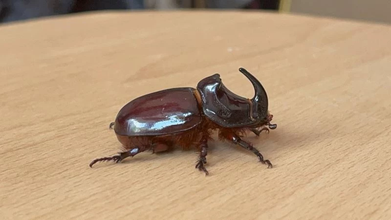 Boynuzlu gergedan böceğine gözü gibi bakıyor
