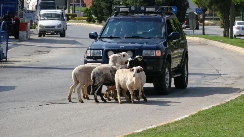 Firar eden kurbanlık koçlar trafiği birbirine kattı

