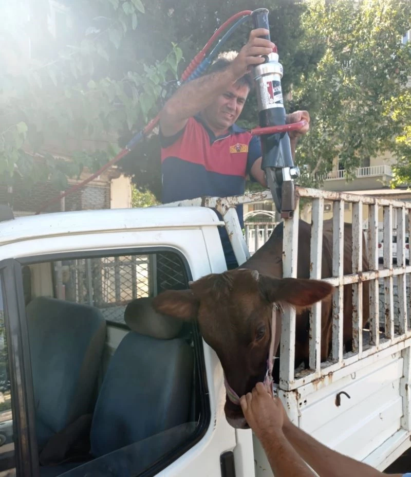 Korkuluklara sıkışan kurbanlığı itfaiye kurtardı
