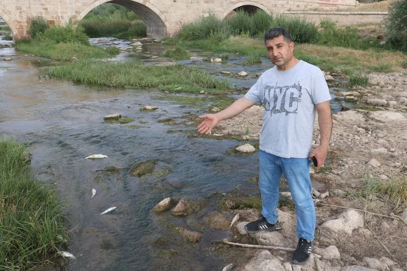 Balıkları zehir değil, kavuran sıcaklar öldürdü
