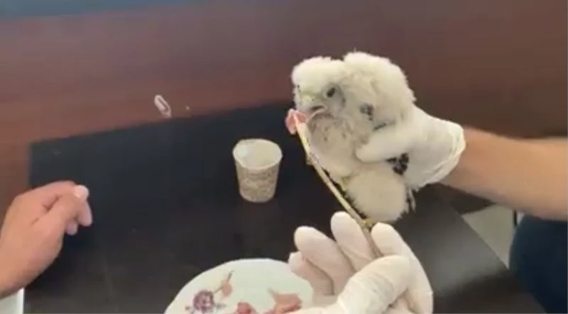 Yavru Kerkenezin beslenme anı kamerada
